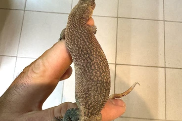 Monitor lizards kaufen und verkaufen Photo: 1.0 varanus primordius CB 06/2024