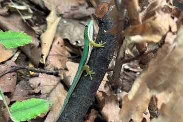 Echsen  kaufen und verkaufen Foto: Geckos for Hamm show - March 14.3.2026