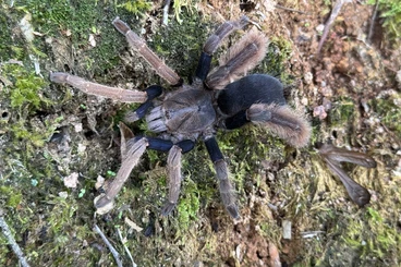 Spiders and Scorpions kaufen und verkaufen Photo: Spiders for Hamm show - March 14.3.2026