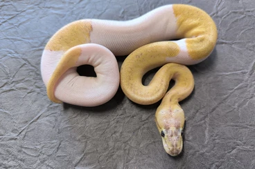 Ball Pythons kaufen und verkaufen Photo: Piebalds females for Hamm in December
