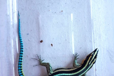 Lizards kaufen und verkaufen Photo: Holaspis, Lamprolepis, Phelsuma lineata, Lamprophis