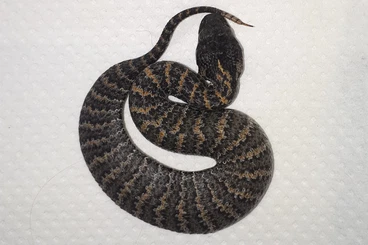 Venomous snakes kaufen und verkaufen Photo: Acanthophis rugosus