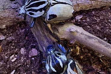 Insekten kaufen und verkaufen Foto: Goliathus goliatus quadrimaculatus; MTU