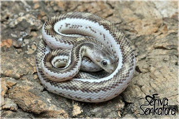 Nattern ungiftige  kaufen und verkaufen Foto: div. Erdnattern (Licorice, Rusty, Hypo Rusty) für Hamm