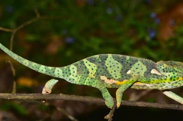 Chamaeleons kaufen und verkaufen Photo: Suche Chamaeleo dilepis - Lappenchamäleon