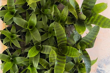 Poison dart frogs kaufen und verkaufen Photo: Vriesea splendes für Hamm