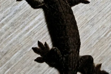 Geckos kaufen und verkaufen Foto: Rhacodactylus Leachianus Mniarogekko Chahoua