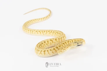 Pythons kaufen und verkaufen Photo: Carpet Python - Morelia spilota