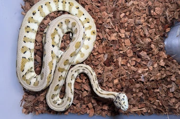 Pythons kaufen und verkaufen Photo: Adult Breeder Carpet Pythons / Morelia spilota