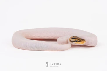 Ball Pythons kaufen und verkaufen Photo: 1.1 Special Piel Ball Python - Python regius