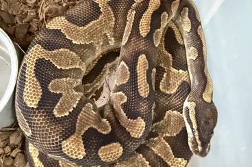 Ball Pythons kaufen und verkaufen Photo: Proven breeders 23 females and 7 males( Ball pythons / python regius )