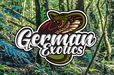 Giftschlangen kaufen und verkaufen Foto: Searching for: Bothrops lanceolatus