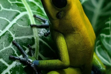 Pfeilgiftfrösche kaufen und verkaufen Foto: Frogs and Lizards for Hamm March