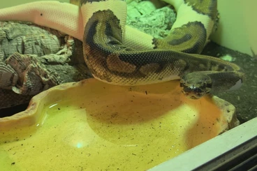 Königspythons kaufen und verkaufen Foto: Königspython Piebald 0,3 Weibchen NZ 2019 proven breeder