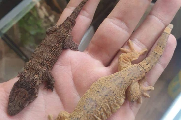 Geckos kaufen und verkaufen Photo: Captive bred geckos for trade, Hamm 12/25