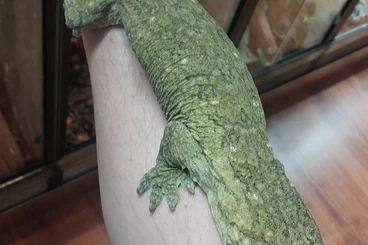 Geckos kaufen und verkaufen Foto: Captive bred R. leachianus for Hamm march 2026