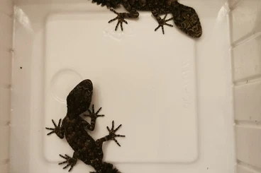 Geckos kaufen und verkaufen Foto: Australische & Neukaledonische Geckos abzugeben