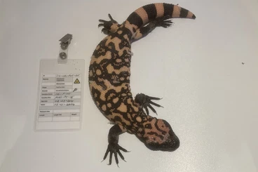 Lizards kaufen und verkaufen Photo: Gilamonster Heloderma suspectum HOUTEN 05 April