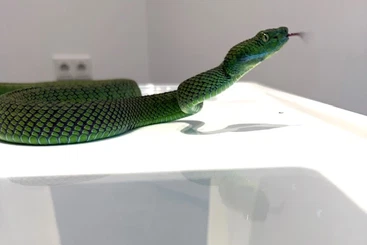 Venomous snakes kaufen und verkaufen Photo: 1.0 T.nebularis // 0.1 T. honsonensis