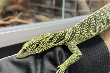 Echsen  kaufen und verkaufen Foto: Varanus reisingeri / Varanus macraei