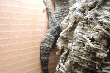 Geckos kaufen und verkaufen Foto: Tokeh Gecko gecko, adult.