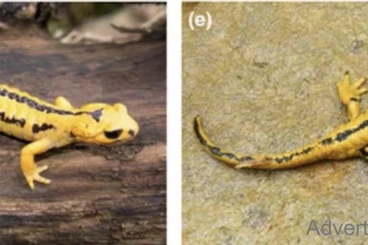 salamanders kaufen und verkaufen Photo: Salamandra bernardezi „Oviedo“ High yellow