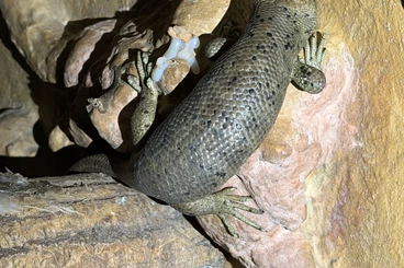 Skinke kaufen und verkaufen Foto: 0.0.1 Corucia zebrata CB 2025