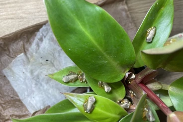 frogs kaufen und verkaufen Photo: Osteocephalus heyeri captive born