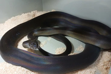 Pythons kaufen und verkaufen Foto: Male (1.0) LTC apodora papuana