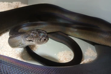 Pythons kaufen und verkaufen Photo: Male (1.0) LTC apodora papuana