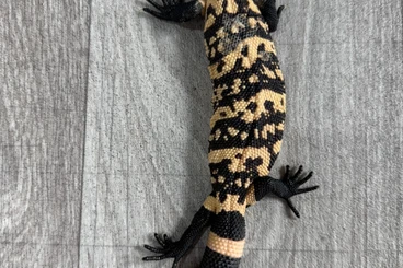 Echsen  kaufen und verkaufen Foto: Hamm Heloderma suspectum CB 2025