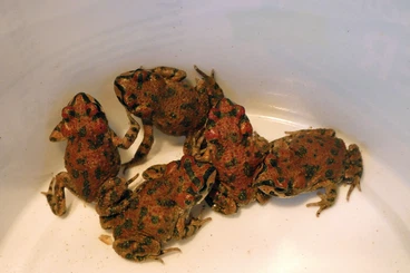 frogs kaufen und verkaufen Photo: Barbarophryne brongersmai CB 25