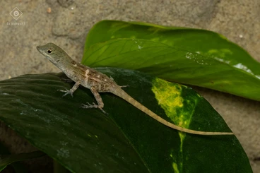 Echsen  kaufen und verkaufen Foto: Anolis and Takydromus for Hamm