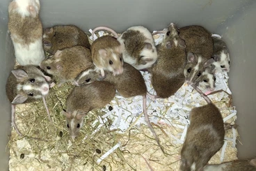 Futtertiere kaufen und verkaufen Foto: Vielzitzenmäuse abzugeben