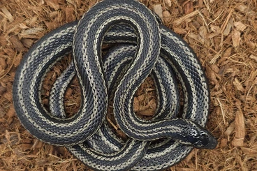 Snakes kaufen und verkaufen Photo: 1.0 Elaphe dione Barnauł melanistic striped CB19