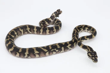 Snakes kaufen und verkaufen Photo: Morelia spilota variegata / harrisoni