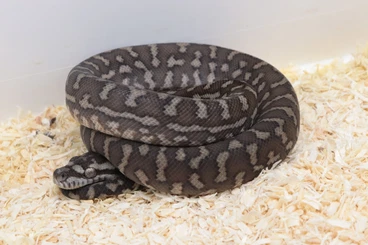 Snakes kaufen und verkaufen Photo: Morelia bredli