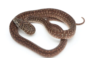 Snakes kaufen und verkaufen Photo: Morelia spilota