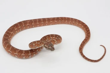 Snakes kaufen und verkaufen Photo: Antaresia childreni, Morelia spilota, Morelia bredli