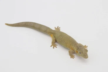 Geckos kaufen und verkaufen Photo: Eurydactylodes agricolae