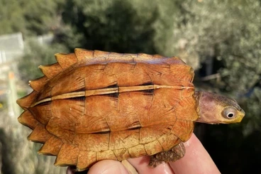 Turtles and Tortoises kaufen und verkaufen Photo: Geomyda spengleri adult pairs