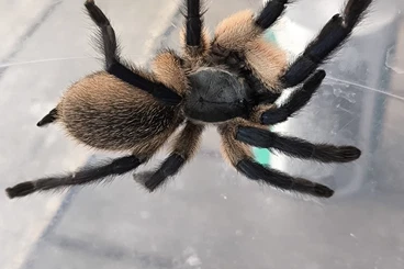 - bird spiders kaufen und verkaufen Photo: 3er Gruppe Monocentropus balfouri