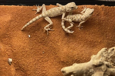 Geckos kaufen und verkaufen Foto: Pristurus carteri "Sur"   abzugeben / for Sale  Hamm 14.03.2026