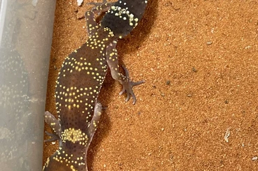 Geckos kaufen und verkaufen Foto: Underwoodisaurus milii NZ'25 abzugeben Hamm 14.03.2026
