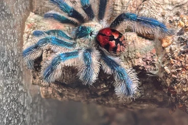 - bird spiders kaufen und verkaufen Photo: Gebe ab:  1.0  Typhochlaena seladnia  CB'25 frisch gehäutet