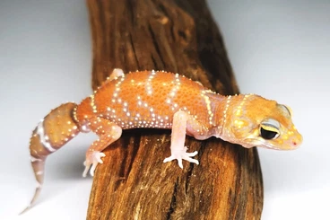 Geckos kaufen und verkaufen Foto: 1.1 Underwoodisaurus husbandi albino