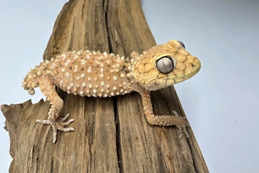 Geckos kaufen und verkaufen Photo: 1.1 Nephrurus amyae NZ 2025