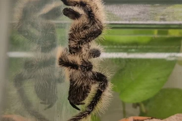 Vogelspinnen kaufen und verkaufen Foto: Tliltocatl albopilosus 1.0 / 12.25