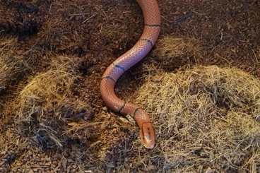 Nattern ungiftige  kaufen und verkaufen Foto: Oreocryptophis porphyraceus laticinctus