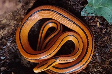 Colubrids kaufen und verkaufen Photo: O.p.laticinctus/ O.p.coxi/ Pantherophis guttatus Okeetee s